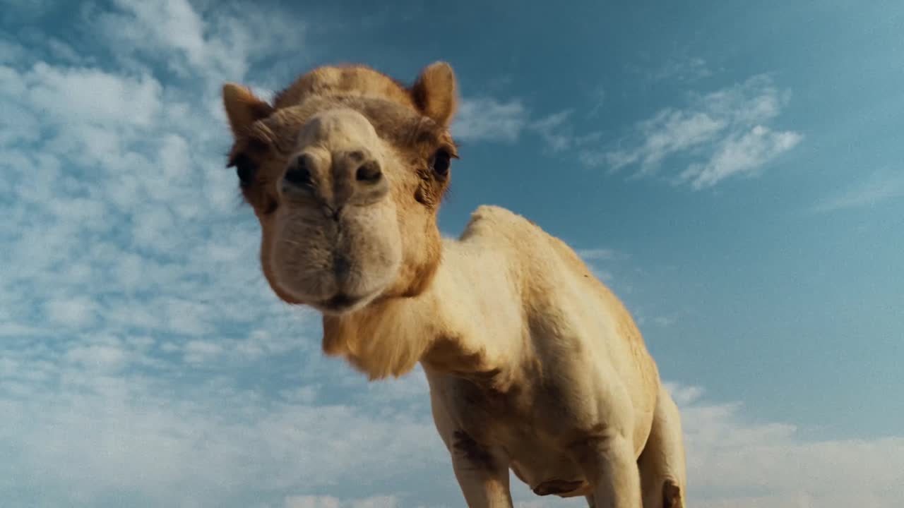 Adventure Mashup, Dubai